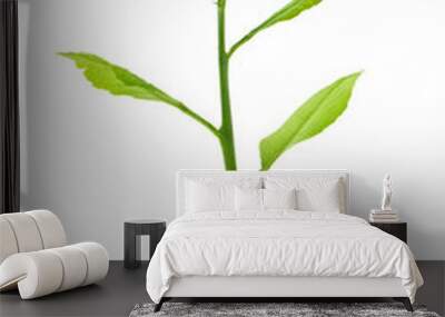 plant Wall mural