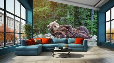 the brown bear woke up in the woods Wall mural