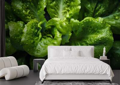 A close up of a bunch of lettuce with water droplets Wall mural