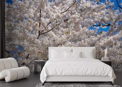 Spring flowering tree branch with white flowers on blue sky background. Wall mural