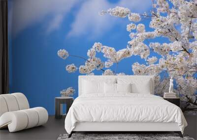 Spring flowers. Beautiful Cherry blossom tree, white flower. Blooming tree at spring, fresh white flowers on the branch of fruit tree, Spring blossom abstract background. Dreamy soft focus picture. Wall mural