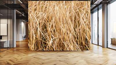 Texture of dry grass. Field with dry grass Wall mural