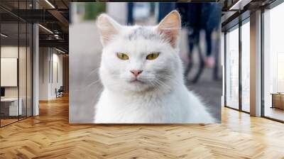 White cat close up on blurred background Wall mural