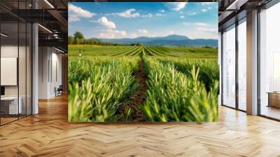 A large field with rosemary growing outside Wall mural