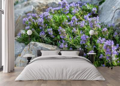 blooming creeping rosemary in sunny rock garden Wall mural