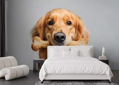 Golden Retriever puppy with bone in mouth on white background Wall mural