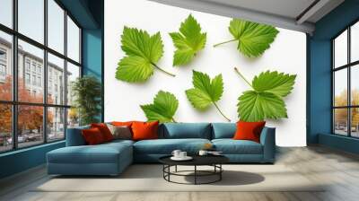 Isolated hazelnut leaves on white background viewed from above Wall mural