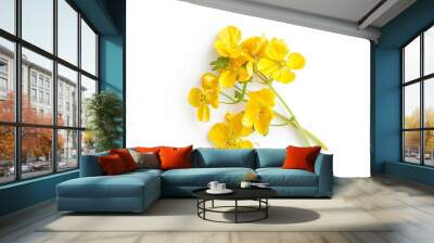 Top view of isolated Brassica napus flowers on white background Wall mural