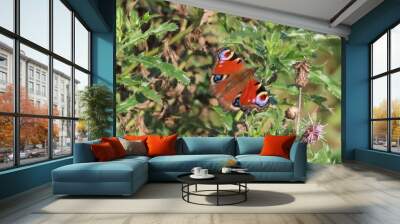 Butterfly Wall mural