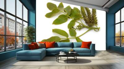 Blossom walnut and leaves. Wall mural