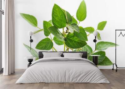 Green soybean stems. Wall mural