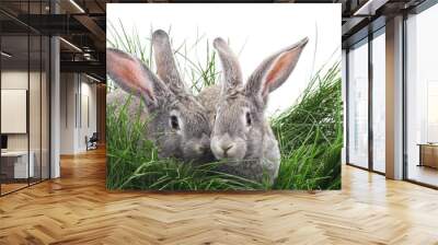 Grey rabbits. Wall mural