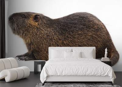 Large brown nutria. Wall mural