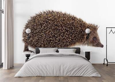 One hedgehog isolated. Wall mural