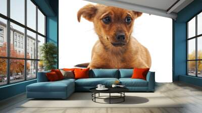 One small brown puppy. Wall mural