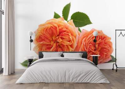 Orange roses. Wall mural