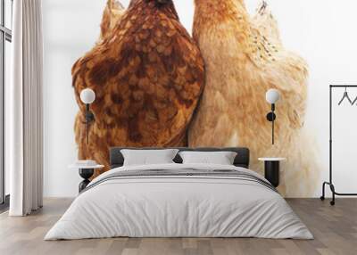 Two brown chickens. Wall mural