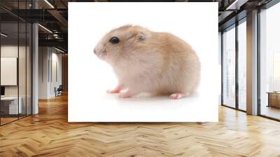 White little hamster. Wall mural