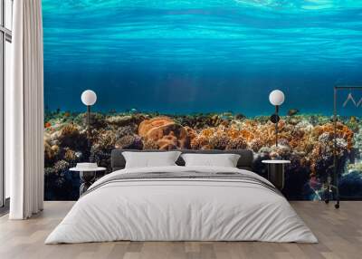  underwater coral reef on the red sea Wall mural