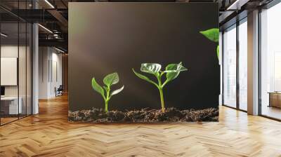 Green seedling growing on the ground in the rain Wall mural