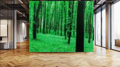 panorama spring forest trees. nature green wood sunlight backgrounds. Wall mural