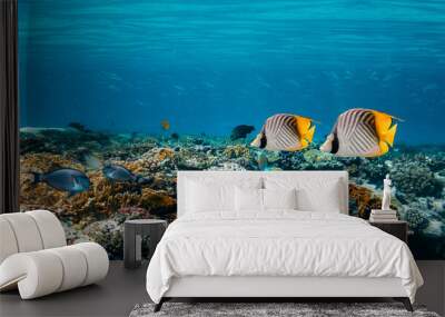 Underwater coral reef on the red sea Wall mural