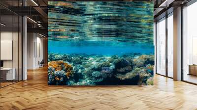 Underwater coral reef on the red sea Wall mural