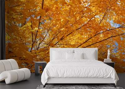 Colorful bright yellow tree leaves in daytime park in autumn season Wall mural