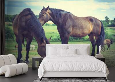 Two brown wild horses on meadow field Wall mural