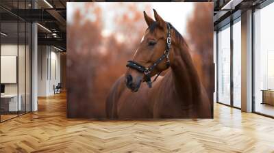 portrait of beautiful mare horse with white spot in forehead in the evening in autumn landscape Wall mural