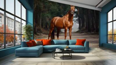 portrait of stunning chestnut showjumping budyonny stallion sport horse in bridle standing on road in forest in daytime Wall mural