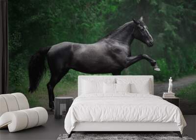 spanish walk of beautiful black mare horse in summer forest Wall mural