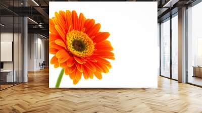 Orange flower of gerber isolated on white background Wall mural