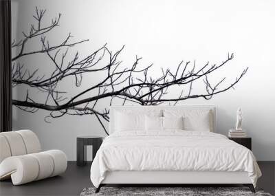 Dry branches Cracked dark crust Part of the tree beautiful from the forest Isolated on white background Wall mural