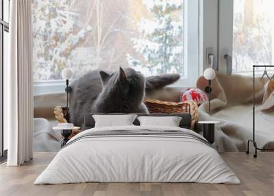 Gray cat is sitting in wicker basket and looking out the window on the winter landscape.  Wall mural