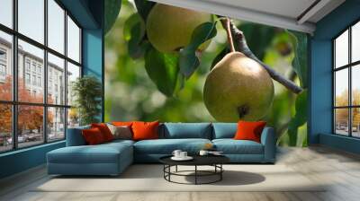 Pear on a tree. Pear tree Wall mural