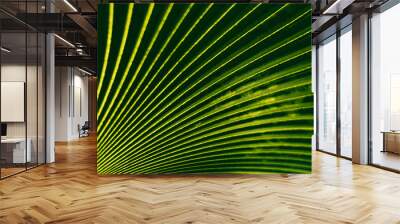 Pattern of green palm leaf Wall mural