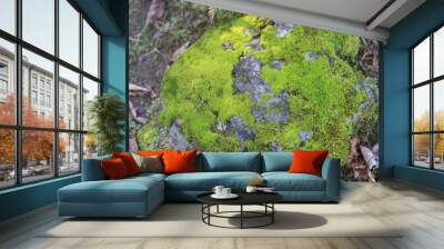 Natural background with stone overgrown with green moss Wall mural