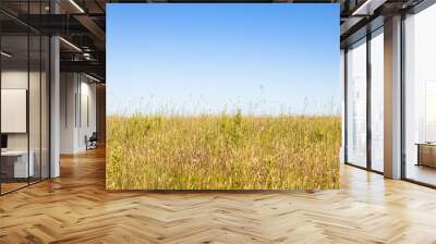 blue sky over yellow green on field on hot sunny summer day (focus on purple flowers ) Wall mural