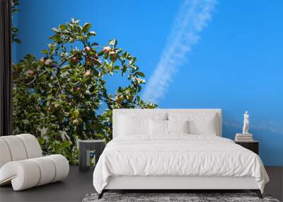 branch with yellow and red apples with blue sky Wall mural