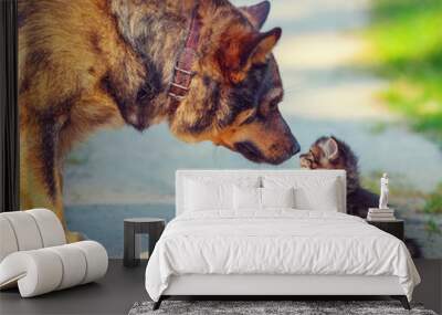 Big dog and little stray kitten meeting outdoors Wall mural