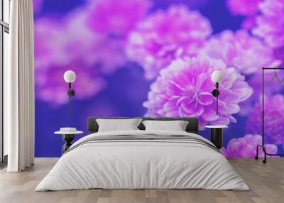 Blooming chrysanthemum flowers in a garden. Blue nature background. Pink purple nature flower background. Wall mural