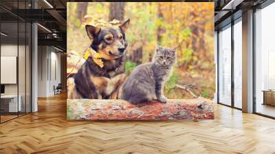 Dog and cat best friends sitting together outdoors in autumn forest Wall mural