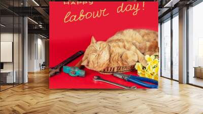 Greeting from the funny orange relaxing cat with International Labour day. The cat lying on red background with work tools Wall mural