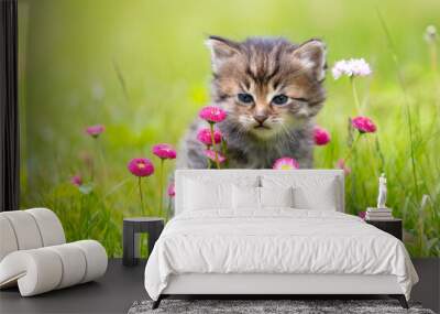 Little kitten sitting on the grass with daisy flowers in the summer garden Wall mural