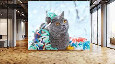 Portrait of a Blue british shorthair cat entangled in colorful streamer. Cat walking in the snow outdoor Wall mural