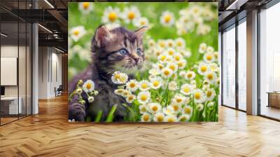 Portrait of cute little kitten outdoors in flowers Wall mural