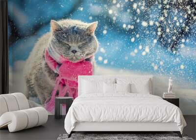 Portrait of the Blue British Shorthair cat, wearing knitted scarf. Cat sitting outdoors in the snow in winter during snowfall Wall mural