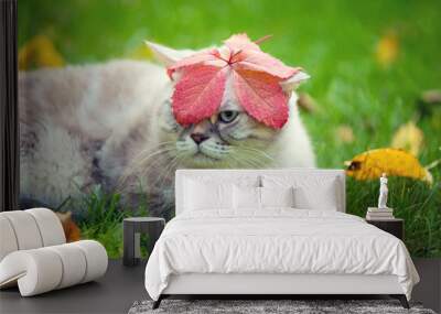 Portrait of the Siamese cat with leaf on the head. Cat lying in a garden in autumn Wall mural