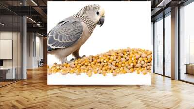 A female gray cockatiel parrot is eating grain The parrot is isolated on a white background and there is space for text in the image. with copy space image. Place for adding text or design Wall mural